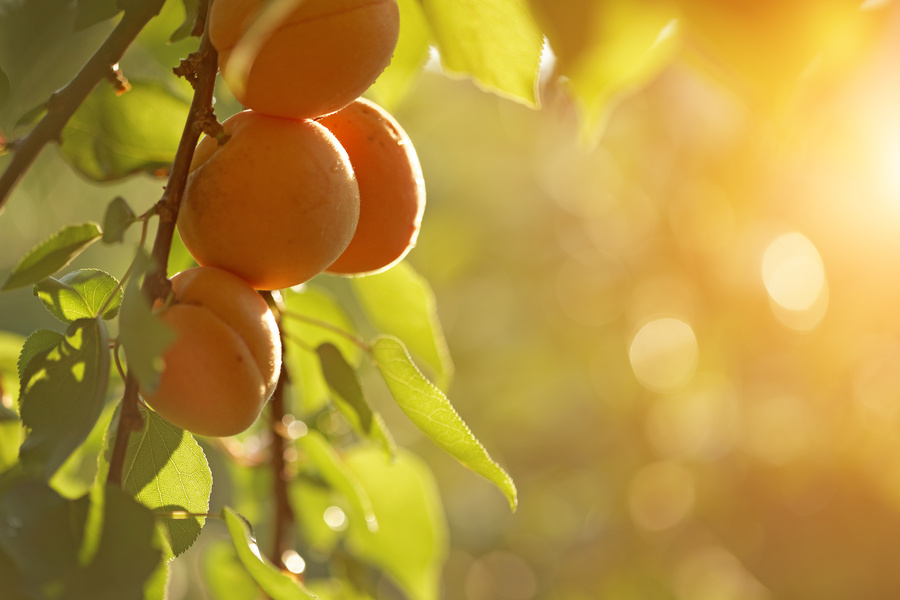 apricot fruits