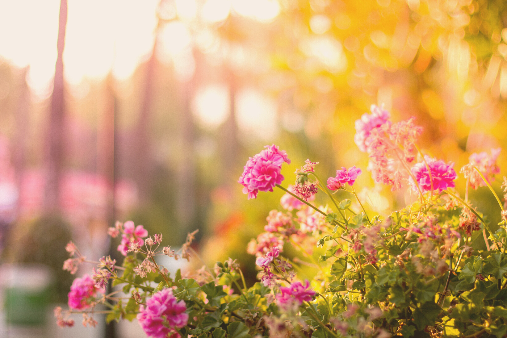 Selective Focus Photography of Pink Petaled Flowers